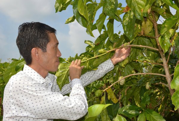 Người đàn ông đồng bằng mekong kiếm được lớn bằng cách nuôi Noni, từng được coi là một loại cây hoan